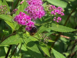 Bumblebee and flowers