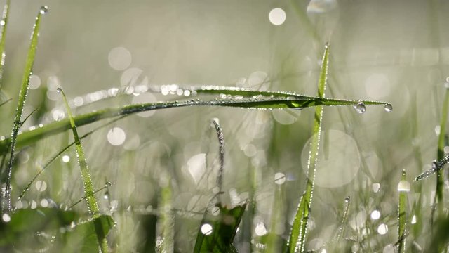 Morgentau auf Grashalmen