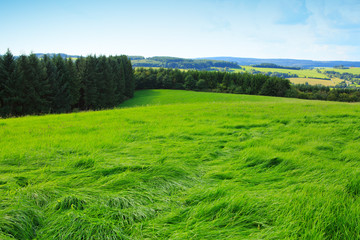 Obraz premium Green field and sunlight.