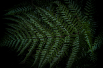 Fern Garden 2 - Macro Photography - Minimal Background