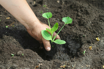 Planting New Plant