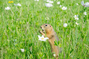 gopher eats amid the meadows with white flowers