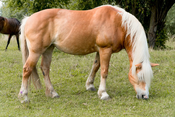 Brown Horse With White Mane