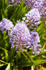 Fototapeta premium Scilla litardierei or amethyst meadow squill or dalmatian scilla violet flowers