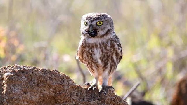 Little owl (Athene noctua) sits on a stone with a beetle in its beak.