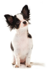 Junger Chihuahua sitzt auf weißem Hintergrund