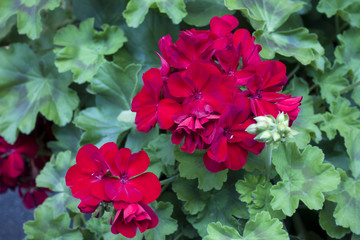  Top view of blooming red Geranium flowers with green leaves background