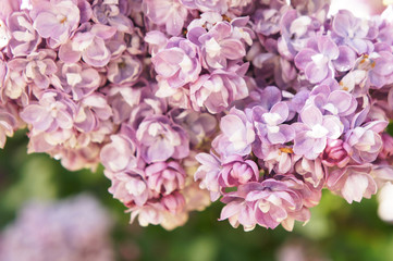 Fototapeta na wymiar Syringa vulgaris purple lilac flowers close up