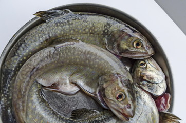 View of fresh raw small fish in the baking dish after cleaning, Sofia, Bulgaria  