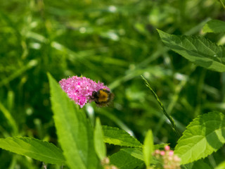Bumblebee and flowers