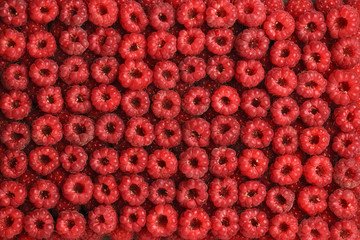 Texture of berries of red raspberries facing the top of the laid out linearly. Background