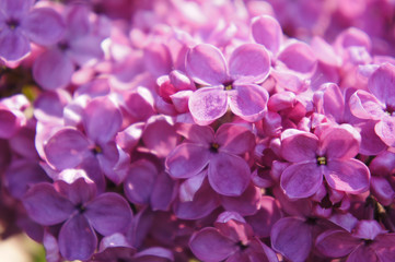 Purple lilac or syringa vulgaris flowers close up