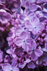 Purple lilac many flowers close up vertical