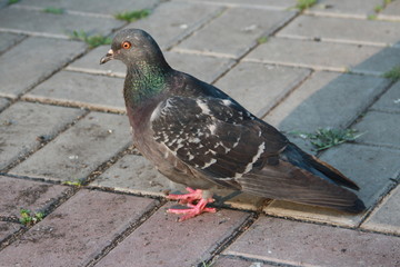 pigeon, dove