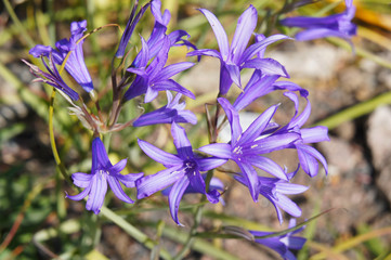 Ixiolirion tataricum or siberian lily or the lavender mountain lily blue flowers