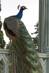 Obraz premium Peacocks at the Bagatelle Park, Paris