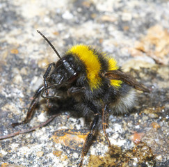 Close Up of a Washing Bee on Path