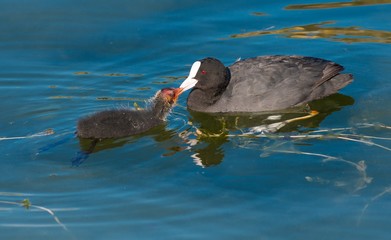 Blässhuhn (Fulica atra) füttert Küken, Schweriner See, Mecklenburg-Vorpommern, Deutschland