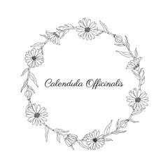 Calendula flower wreath isolated on white background, decorative round frame hand drawn marigold, vector illustration for design package tea, cosmetic, natural medicine, greeting cards, wedding invite