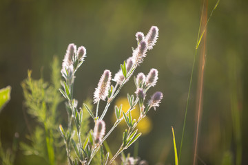 wild summer meadow flowers
