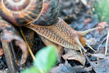 Big grape snail crawling on his business