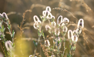 flower meadow soft photo