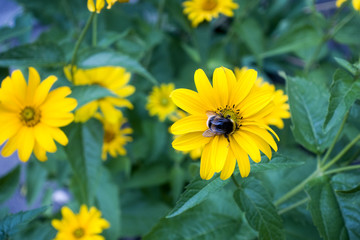 Bee siting on blooming yellow helianthus flower. Nature background