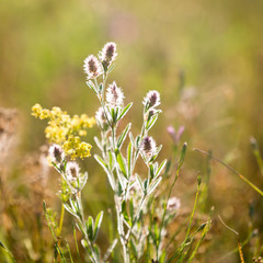 Fototapeta premium Summer flower meadow