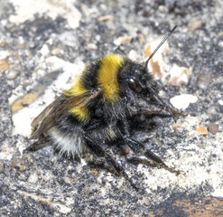 Close Up of a Washing Bee on Path