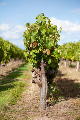 Fototapeta na wymiar Vigne et raisin blanc en Anjou