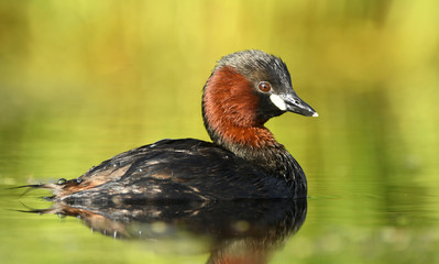 Little grebe (Tachybaptus ruficollis)