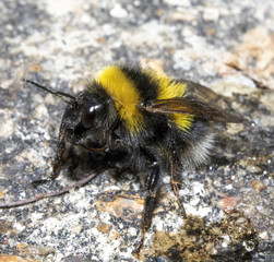 Close Up of a Washing Bee on Path