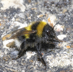 Close Up of a Washing Bee on Path