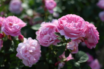 pink roses in the garden