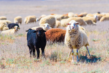 Fototapeta premium Flock of sheep in semi-desert