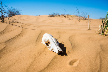 Sheep skull in sand close