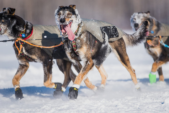race dogs