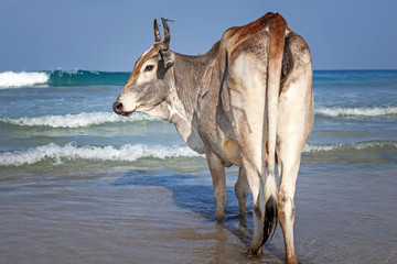 Cow take a sunbathe on the sea beach at Sri Lanka , Trincomalee.