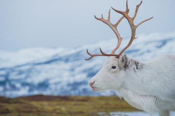 Obraz premium White reindeer 