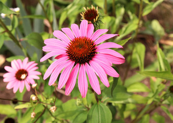 Fototapeta premium Echinacea purpurea pink coneflower flower in bloom in spring. Crop of herbs. Medicinal plants concept. Floral background.