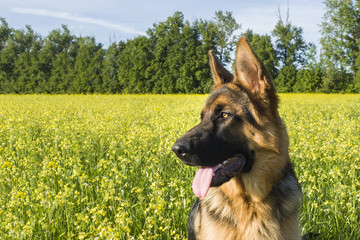 German shepherd on the field with blooming yellow rape