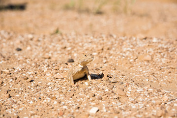 Spotted toad-headed Agama on sand close