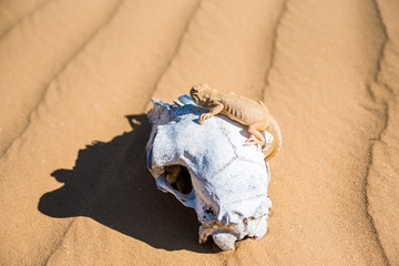 Spotted toad-headed Agama on sheep's skull