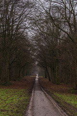 Path through the autumn woods