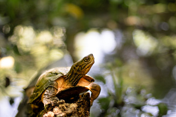 Pond turtle sitting on a rock