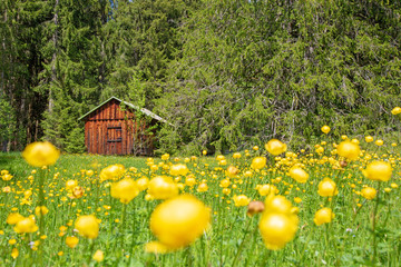Allgäu - Stadel - Sommer - Blumen - Alpen