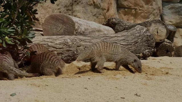Group of banded mangooses