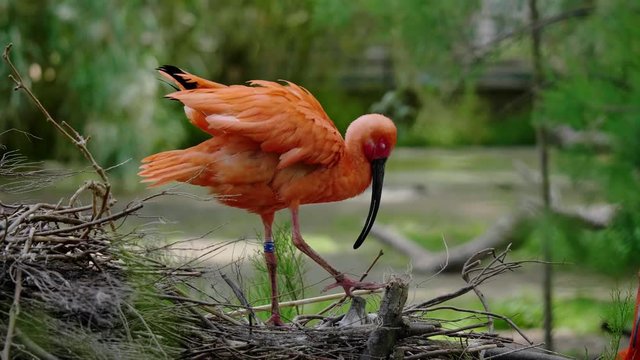 Scarlet ibis close-up shot