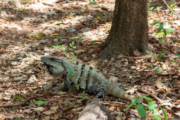 Iguana lizard in its natural environment, Cancun, Mexico	