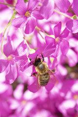 A Bee Collecting Pollen on Pink Flower Bed